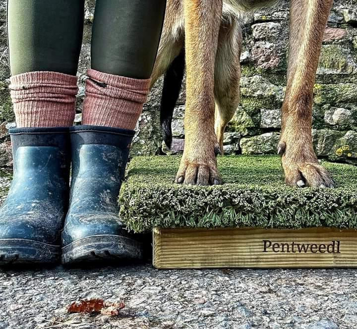 Dog standing tall on an obedience training platform, ready for advanced skills.
