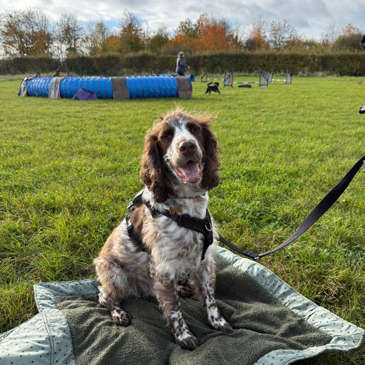 smiley springer at agility