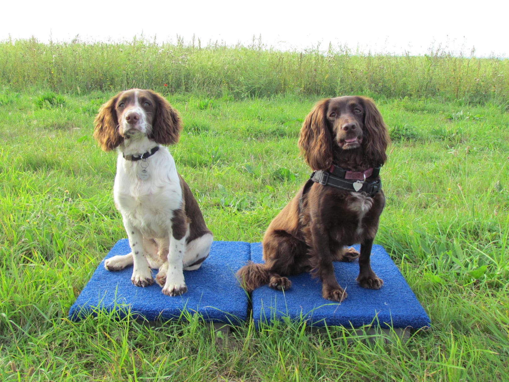Fun beginner dog agility classes suitable for all dogs, 4 months and onward| £99 | Near Cambridge