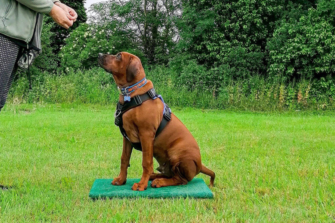 Photo of a ridgeback on a placeboard