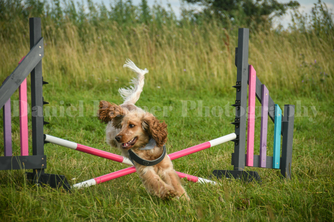 Spaniel in one of our agility classes at Balsham, Cambridge