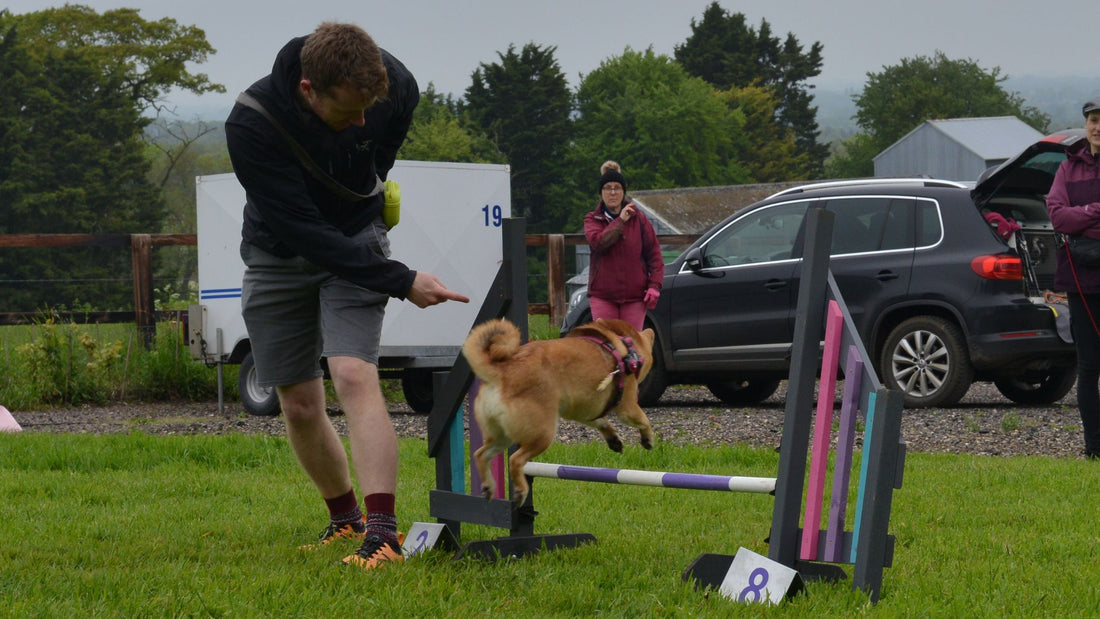 A picture of a shiba doing a german turn doing dog agility class at balsham