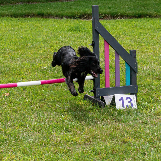 How to Train Wing Wraps in Dog Agility (Beginner Guide)