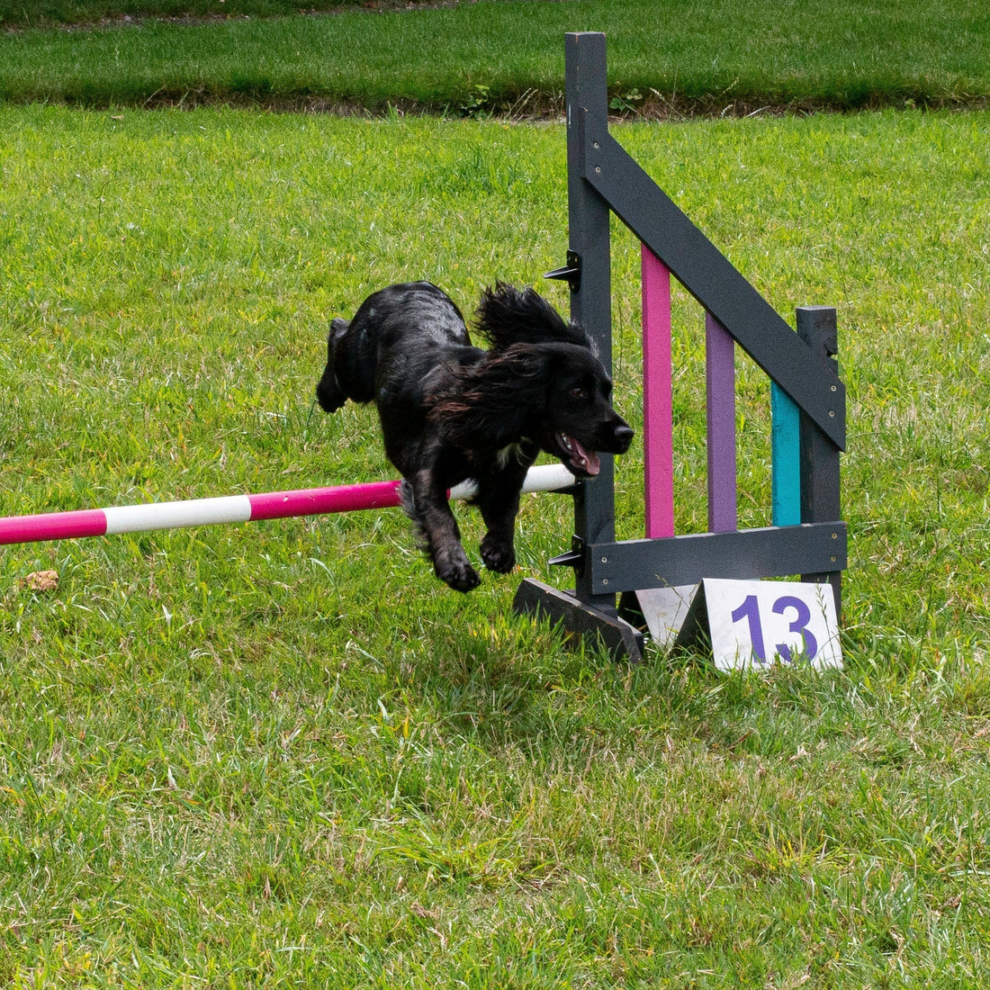 How to Train Wing Wraps in Dog Agility (Beginner Guide)