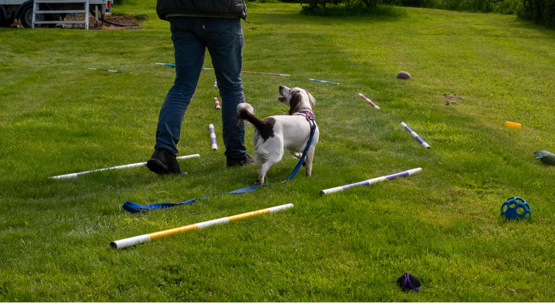 spaniel walking between 2 fixed points to train your dog to stop pulling on the lead 