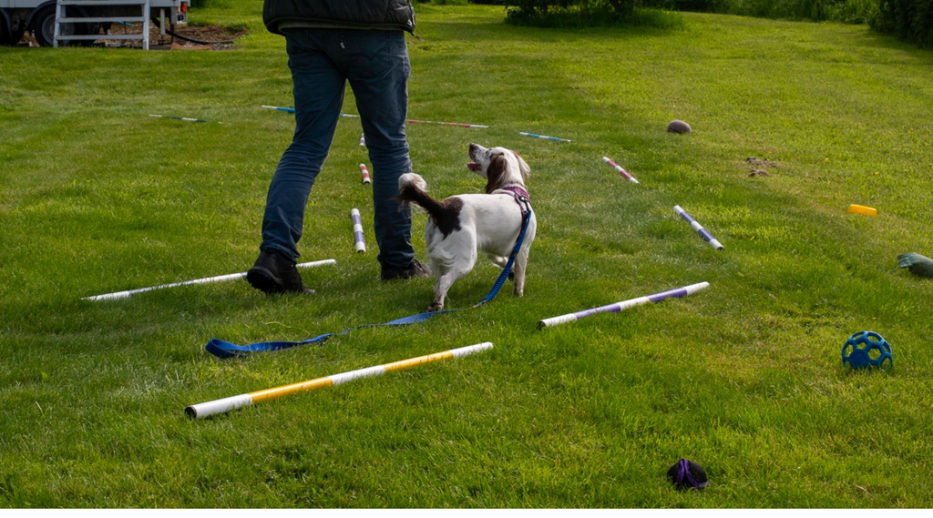 How to Stop Your Dog Pulling on the Lead: A Step-by-Step Guide for Cambridge Dog Owners