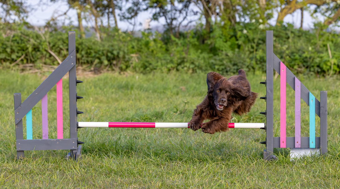 A spaniel turning mid air on an Agility Course in Cambridgeshire