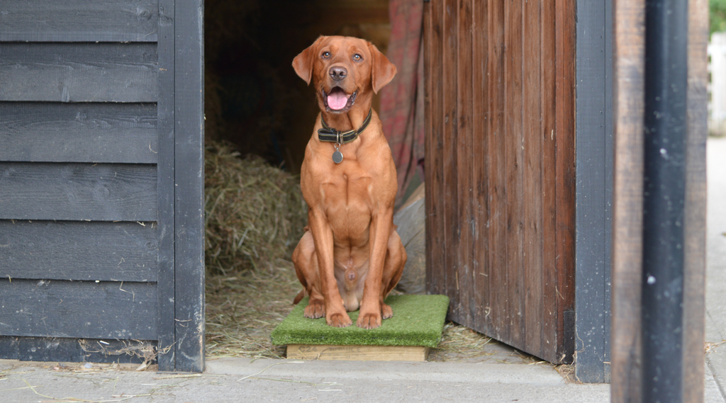 How Place Boards Improve Sit-Stay and Steadiness in Gundog Training