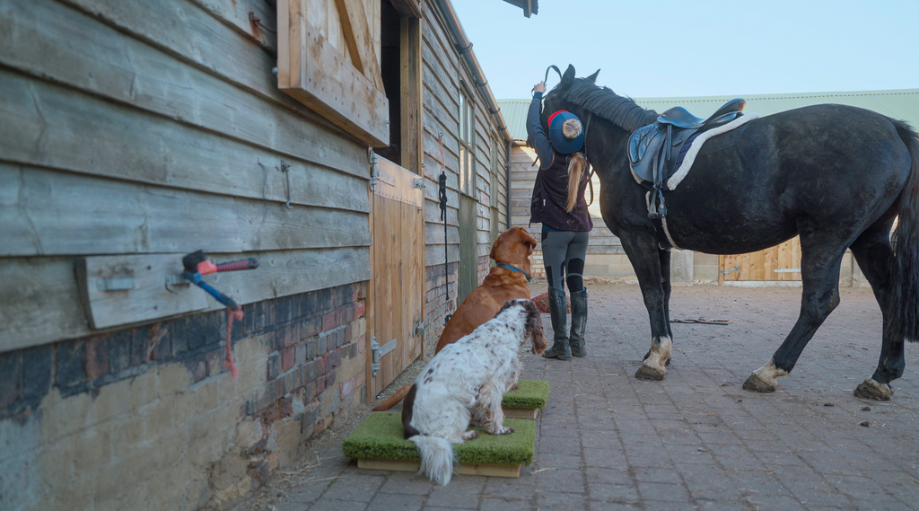 The Role of Dog Place Boards in Effective Training