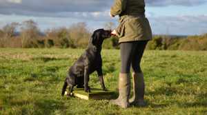 Step-by-Step Guide: Using a Place Board for Dog Training