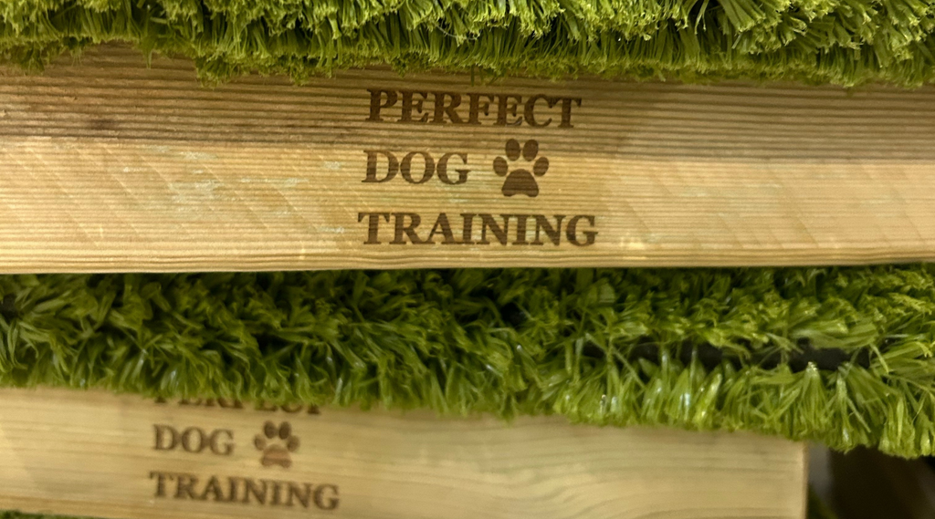 Creative Uses for Place Boards in Dog Training