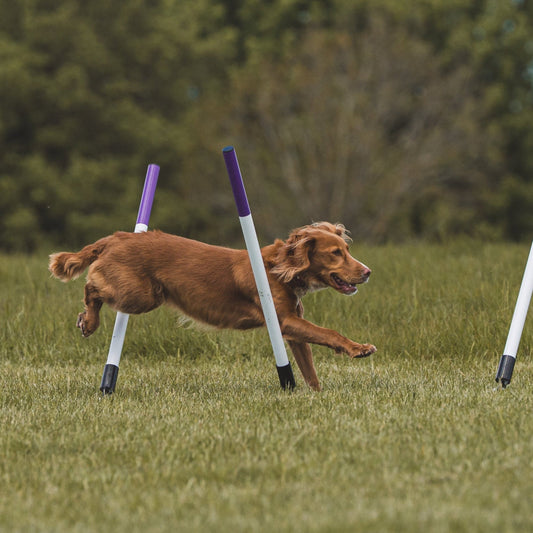 Teach Your Dog Agility Weaves at Home in 1 Month