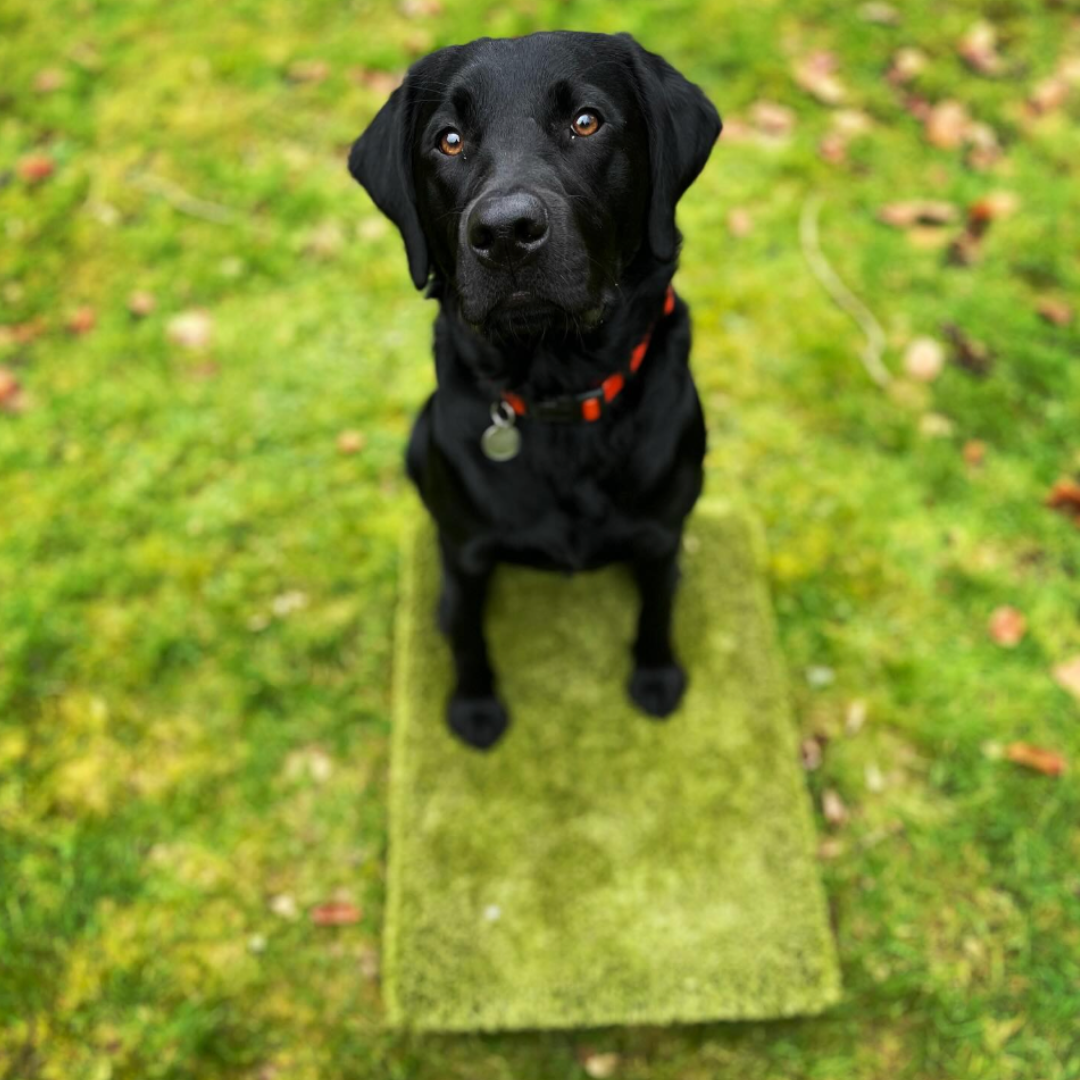 Walk Less, Train More: Quality Dog Training Advice