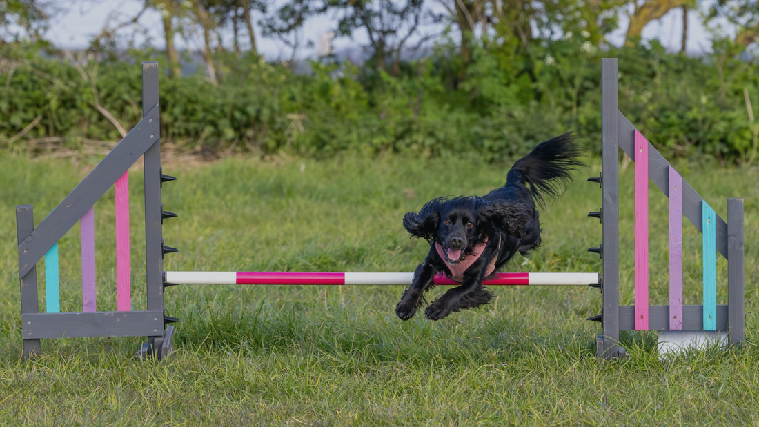 Top teaching your dog agility Flash Sales Black Friday