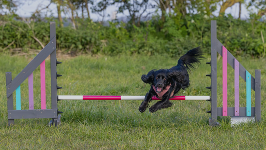 Teach Your Dog Left & Right Turns for Agility