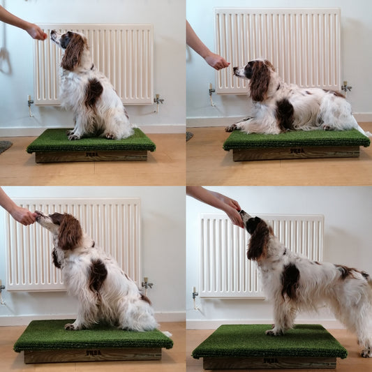Photo from the blog: Place Board as a raised platform in Canine Conditioning and Body Awareness for my Senior Sports Dog