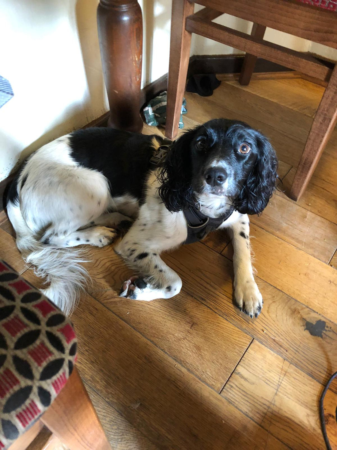 A picture of a spaniel settled at a pub