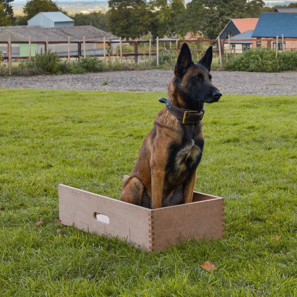 Dog training box hotsell