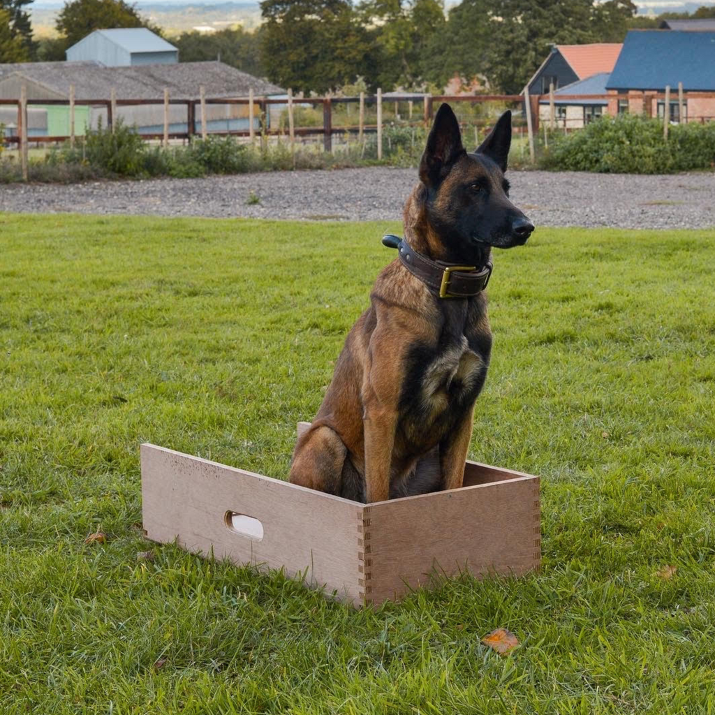 Improving sit in dog obedience