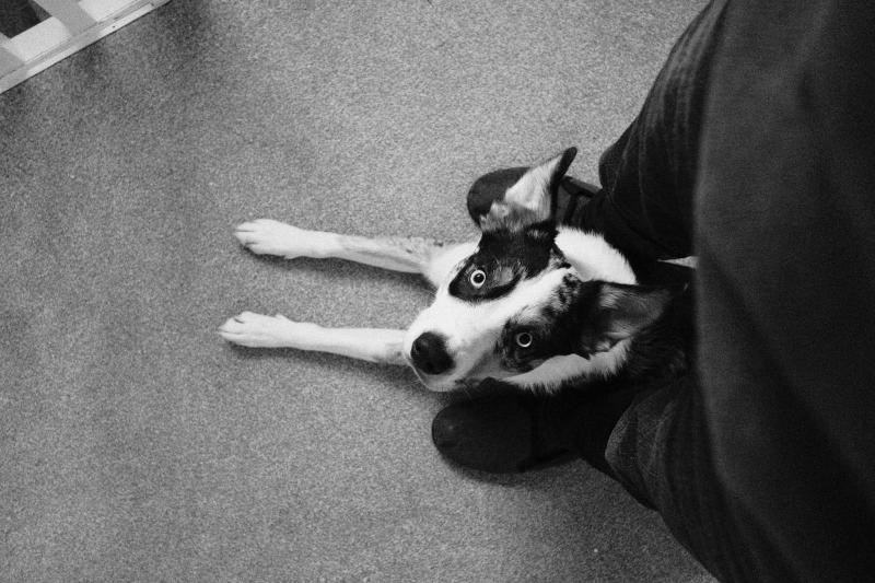 An image of ralph the collie cross aussie being trained to settle