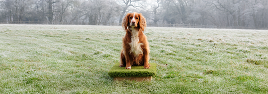 Five-Dummy Memory Retrieve Drill for Gundog Training