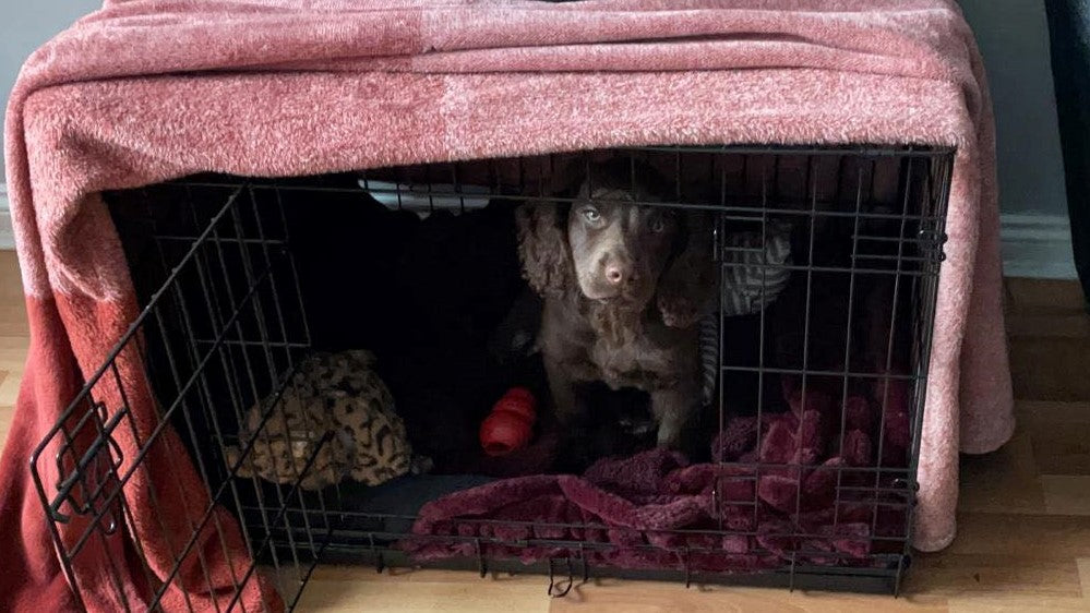 Photo from Anglian Dog Works' blog "How to Crate Train a Puppy"