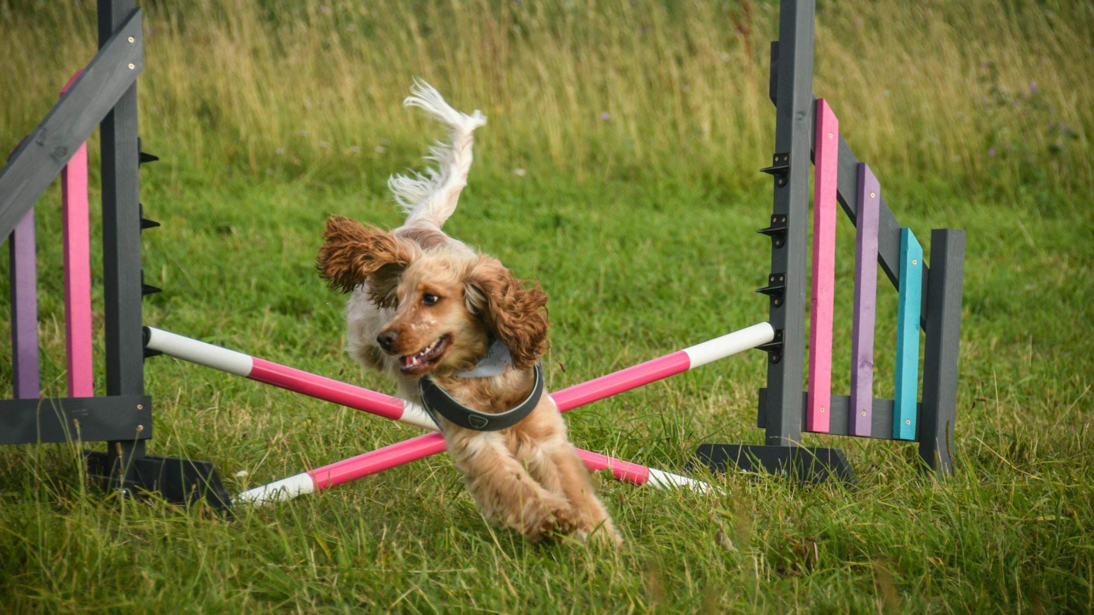 What we do in the second week of the beginner’s course – Anglian Dog Works