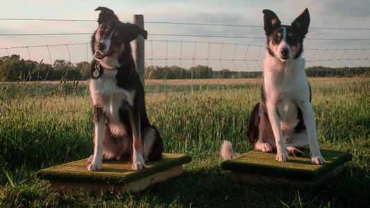 Photo: Place Board for Dog Training in the blog 'Your Place Board Questions Answered'.