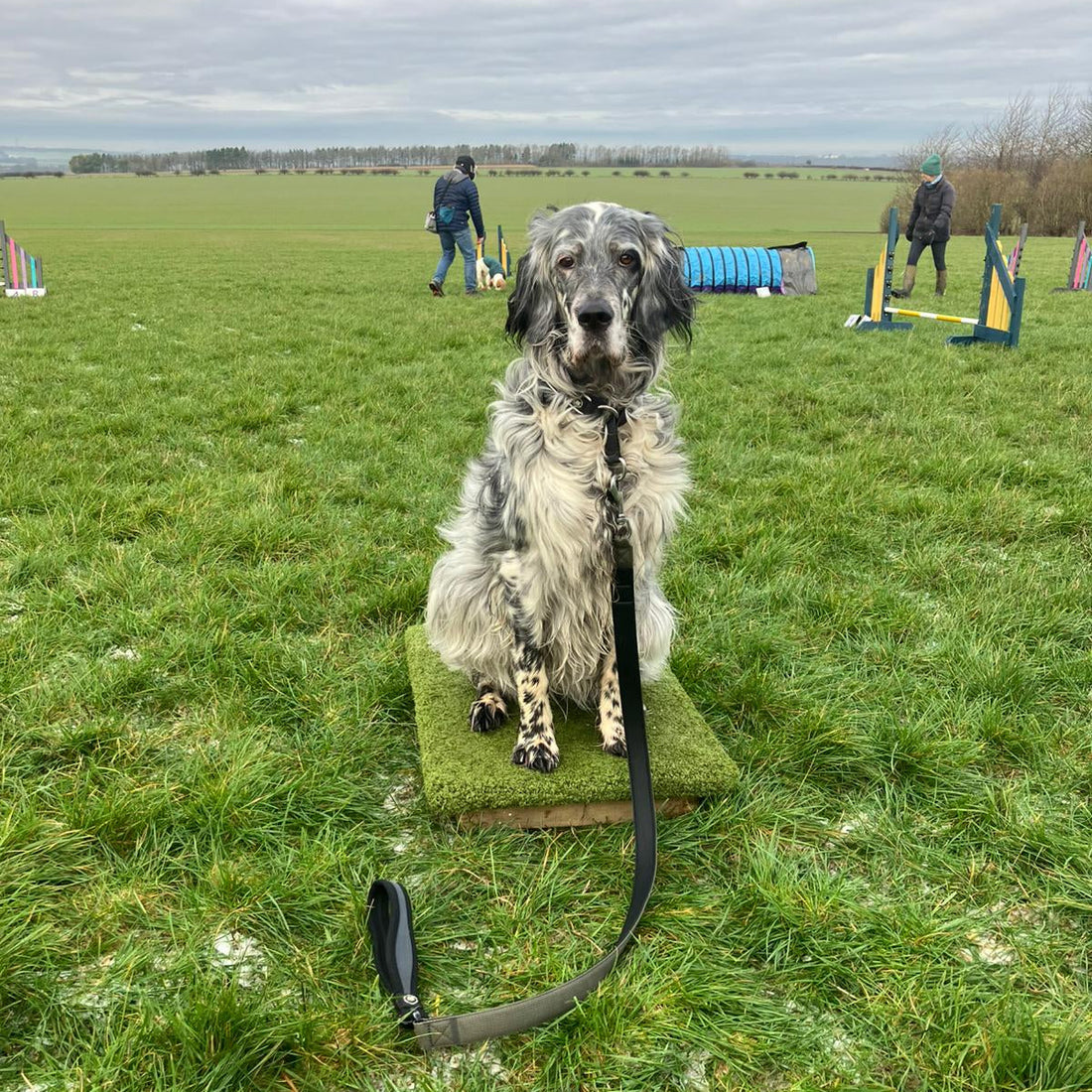 Is My Dog’s Place Board Too Small? A Trainer's Guide