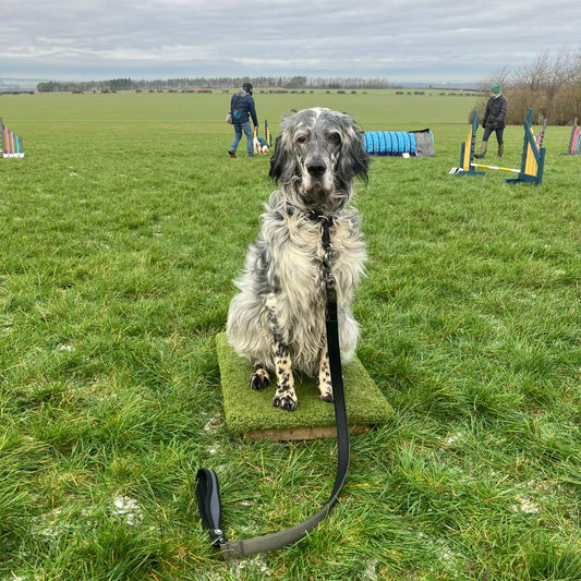 Is My Dog’s Place Board Too Small? A Trainer's Guide