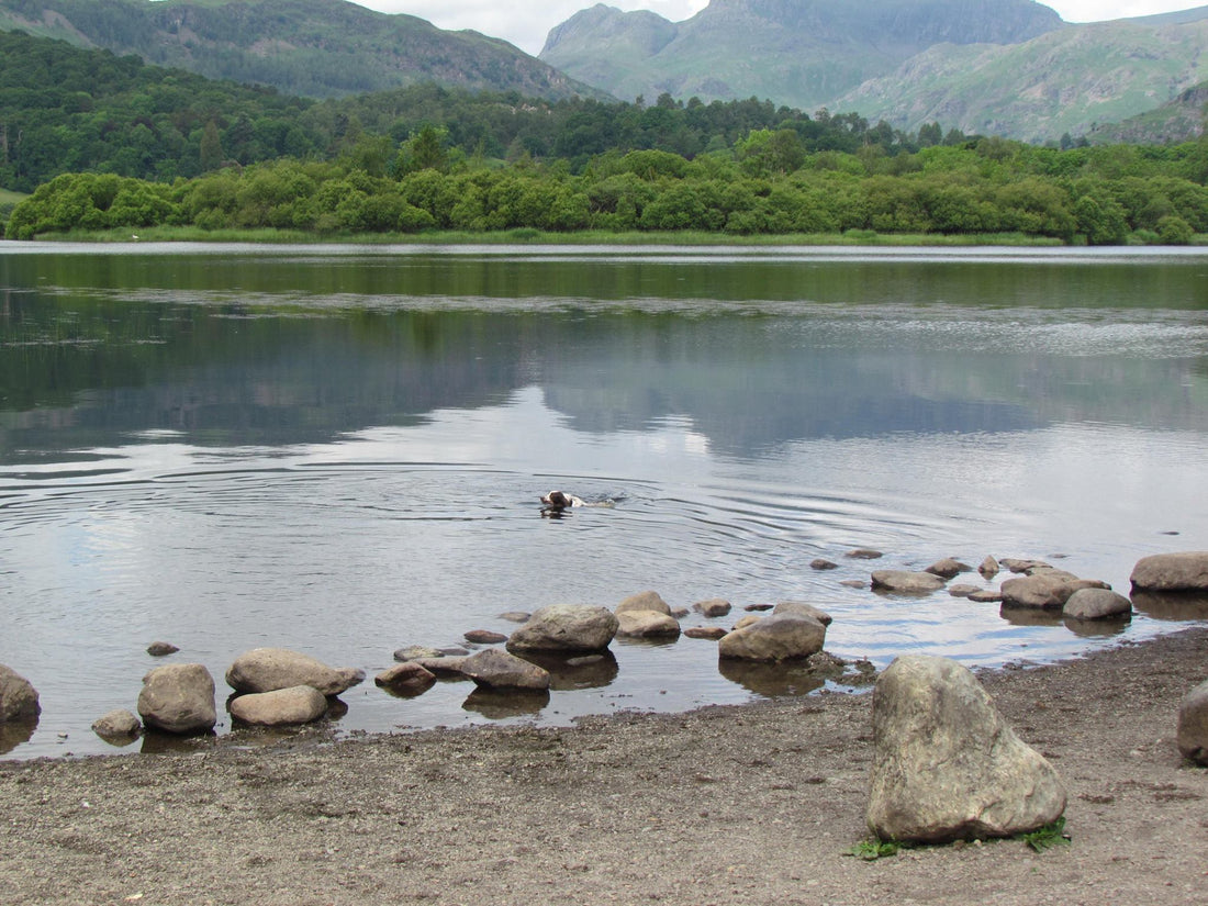 Photo: Anglian Dog Works' Thea swimming from the blog "How do I get my dog used to water?"