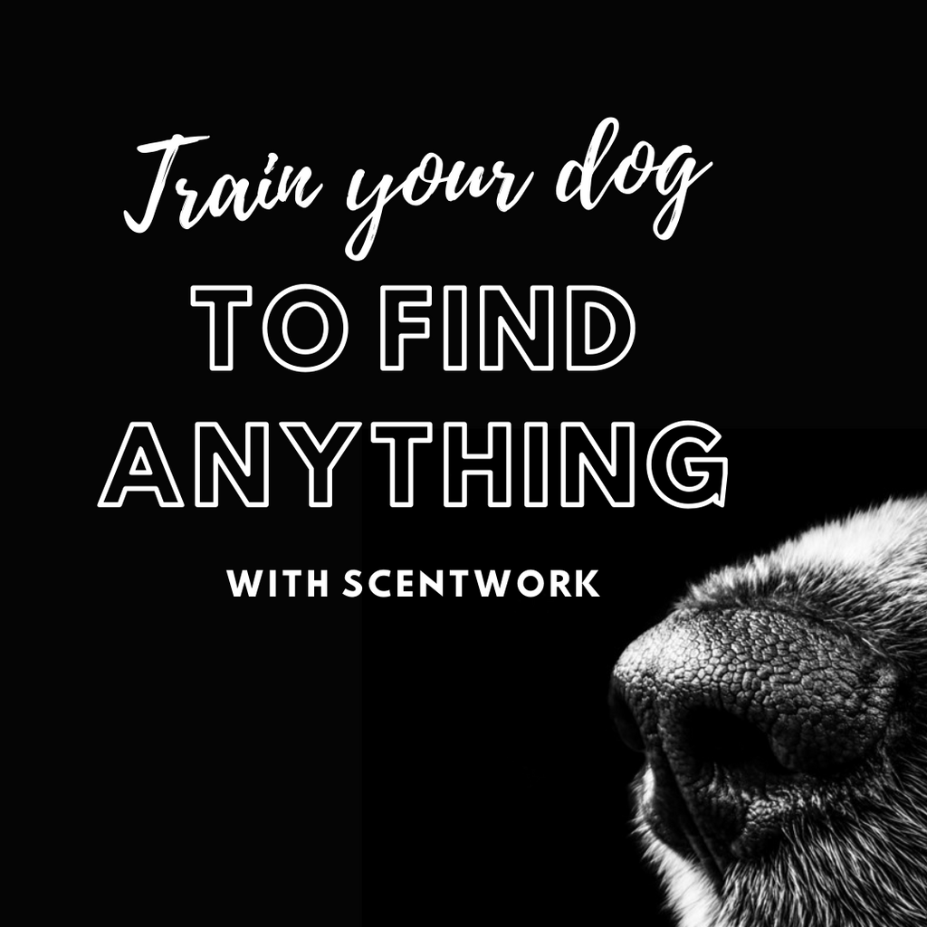 Scent work for dogs
