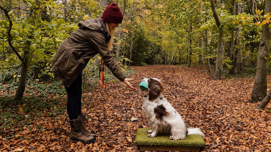 Grade 1 Gundog Test: Training & Criteria Guide