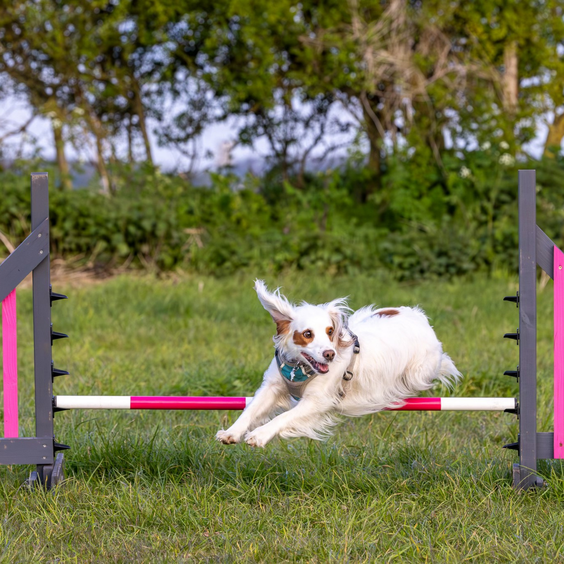 A spaniel at Anglian Dog Works Agility Club Group Training Classes