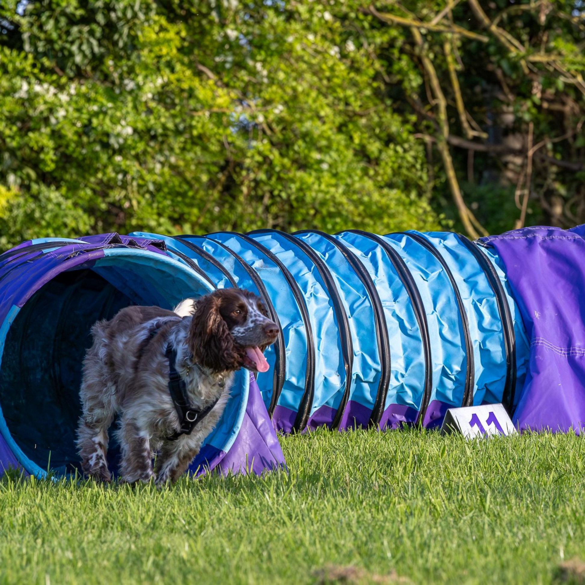 A spaniel at Anglian Dog Works Agility Club Group Training Classes tunnel near Saffron Walden, Esses