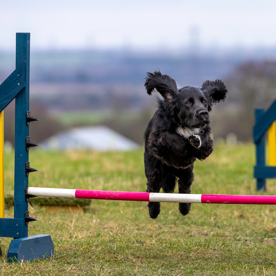 A spaniel at Anglian Dog Works Agility Club Group Training Classes near Cambridge