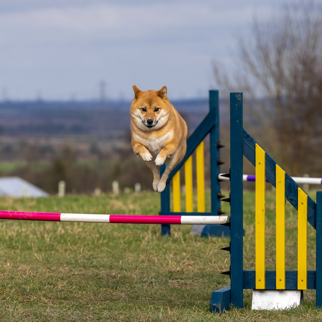 A Shiba at Anglian Dog Works Agility Club Group Training Classes