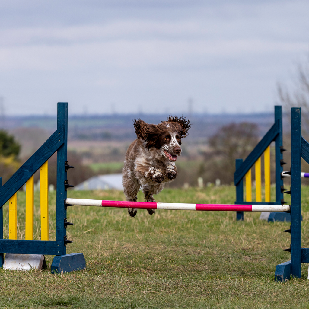 Puppy agility hot sale training near me