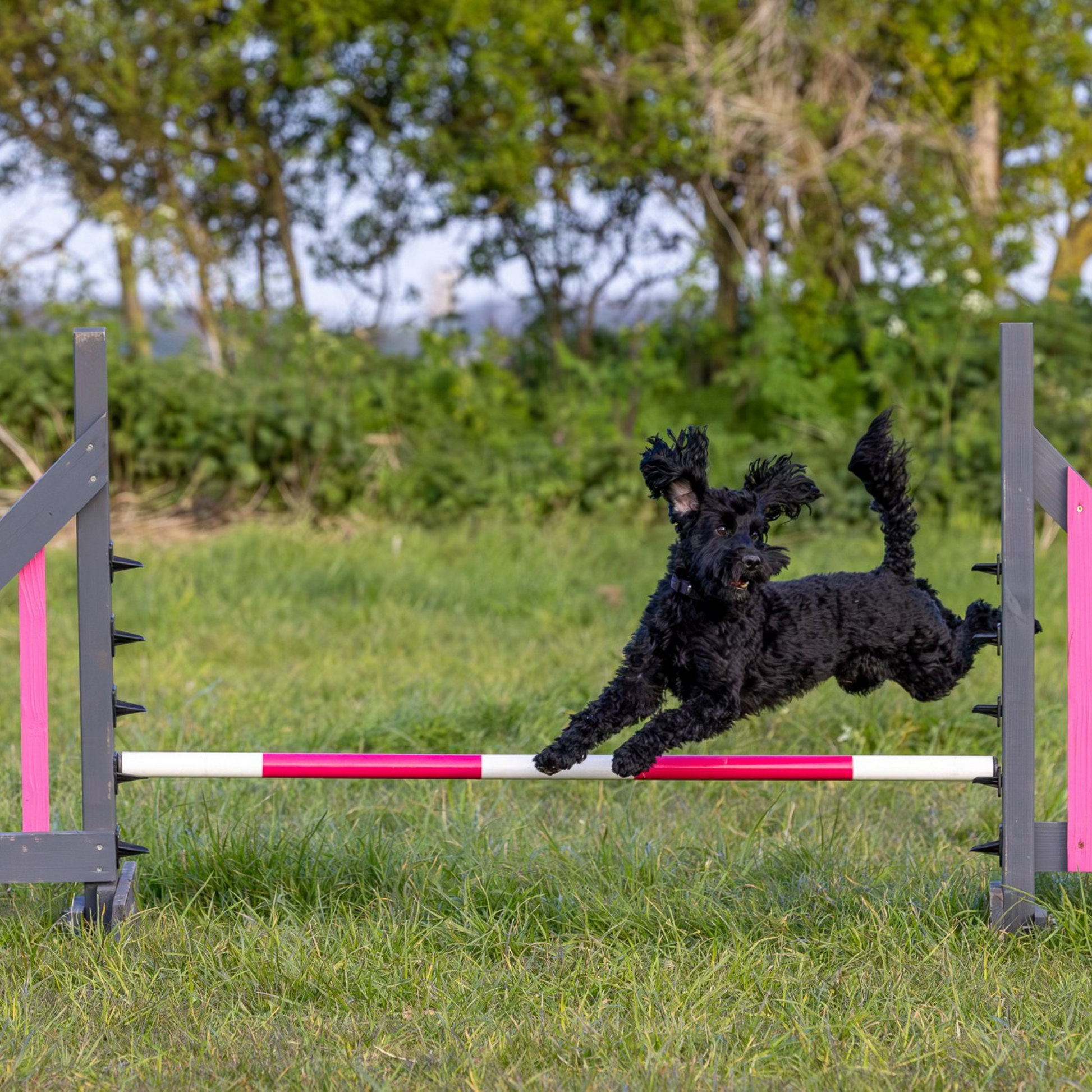 A Cockerpoo at Anglian Dog Works Agility Club Group Training Classes near Cambridge