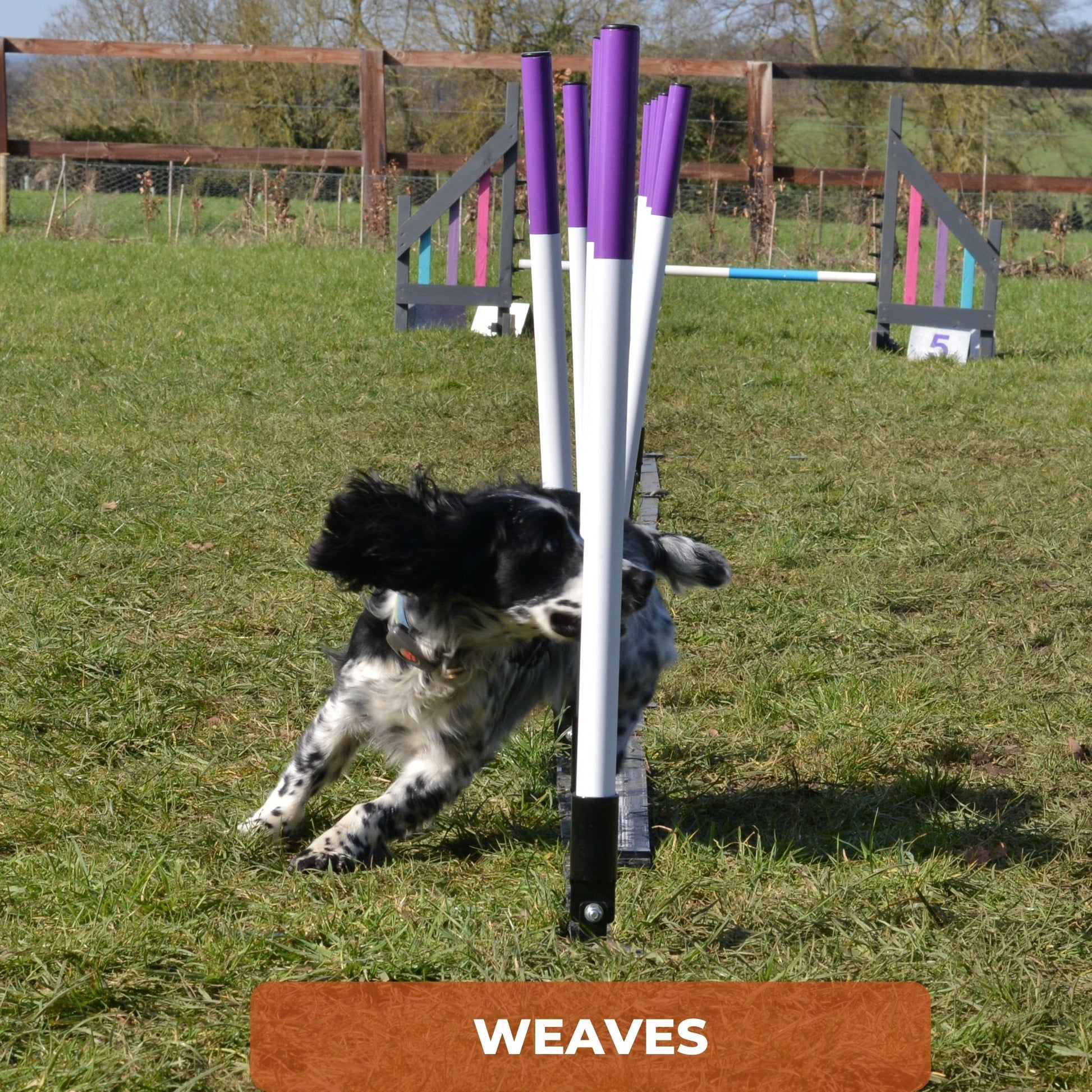 A spaniel at Anglian Dog Works Agility Club Group Training Classes