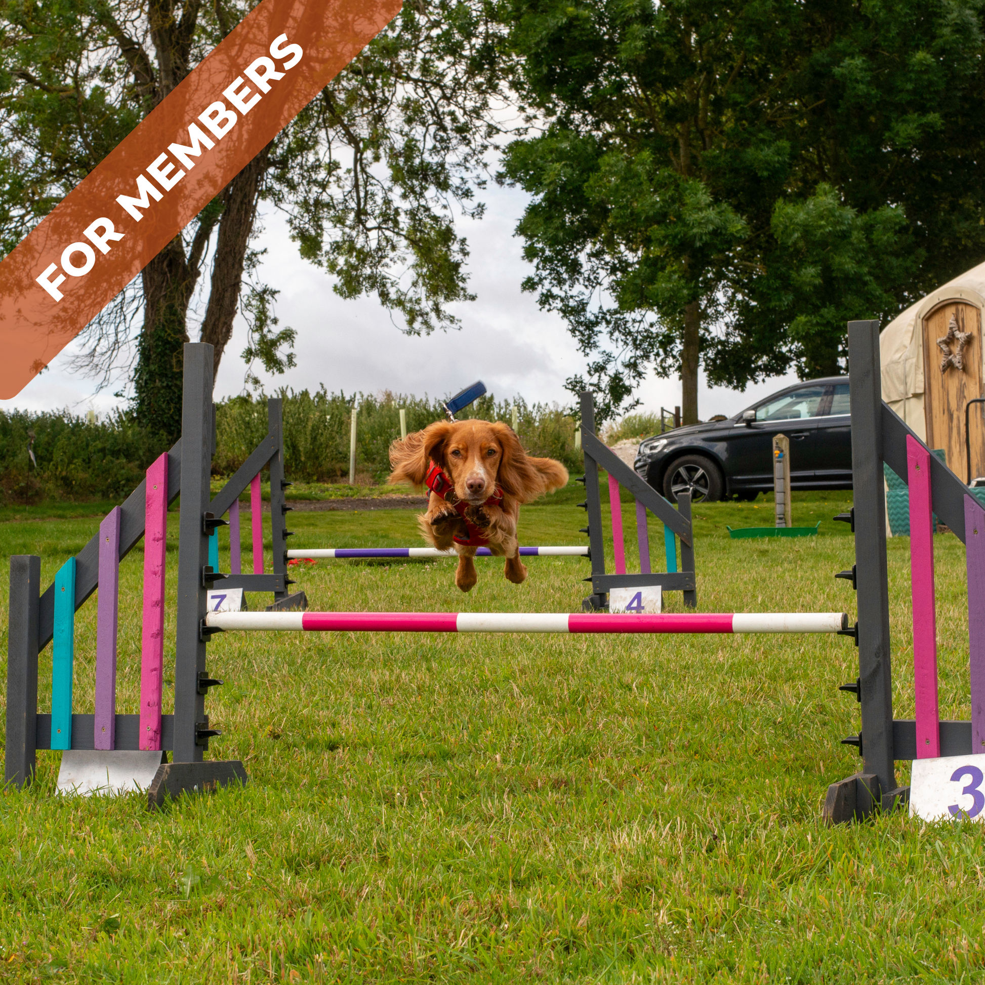 A spaniel at Anglian Dog Works Agility Club Group Training Classes