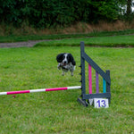 Dog Agility Foundations Course