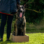 Belain malinois belgain shepherd sitting bolt upright in an Anglian dog works position box shaping box IGP dog sports