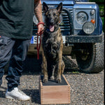 Belain malinois belgain shepherd sitting bolt upright on an Anglian dog works position box shaping box IGP dog sports