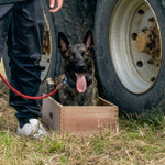 Belain malinois belgain shepherd laying bolt upright in an Anglian dog works position box shaping box IGP dog sports