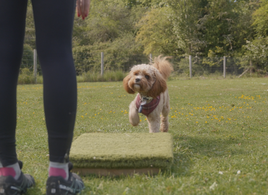 A cavapoo being taught recall by Anglian Dog Works