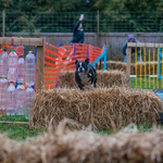 A Boston Terrier sprints over a set of jumps at an agility class for dogs near me, part of agility training and dog agility lessons.