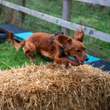 A Cocker Spaniel leaps over a hurdle during agility training for dogs near me, showing excellent agility skills in a dog agility course.