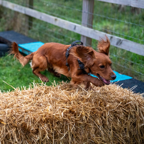 A Cocker Spaniel leaps over a hurdle during agility training for dogs near me, showing excellent agility skills in a dog agility course.