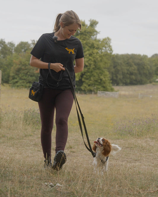 Cavalier King Charles Puppy at 10 months old